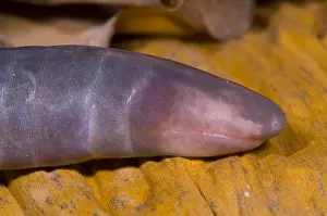 Congo Prints: Congo Caecilian