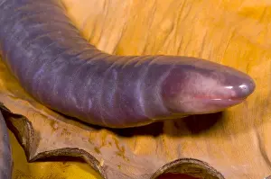 Congo Prints: Congo Caecilian