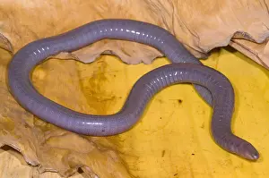 West Prints: Congo Caecilian