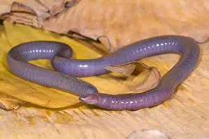 West Prints: Congo Caecilian