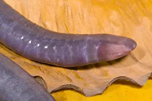 West Prints: Congo Caecilian
