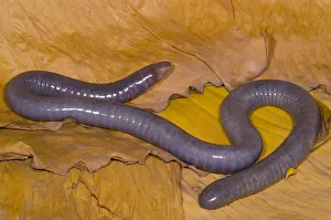 West Prints: Congo Caecilian