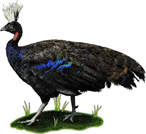 Congo Prints: Congo Peafowl