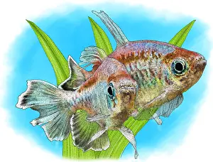 Congo Prints: Congo Tetras