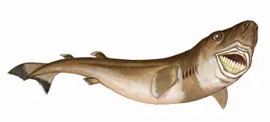 November Prints: Cookiecutter Shark (Isistius brasiliensis)