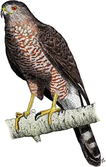 Cooper's Hawk