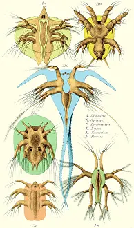 2015 Prints: Copepods, Nauplius Larvae