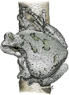 Gray Prints: Cope's Gray Tree Frog