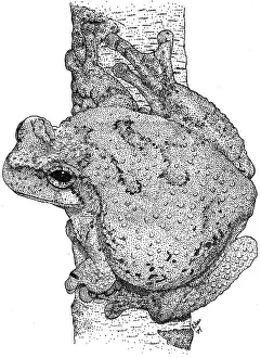 Gray Prints: Cope's Gray Tree Frog