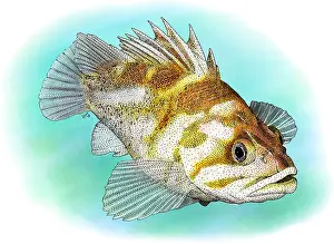 Copper Prints: Copper Rockfish