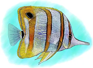 Actinopterygii Prints: Copperband Butterfly Fish