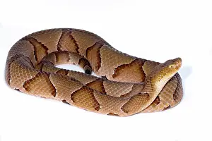Dangerous Prints: Copperhead, Agkistrodon contortrix