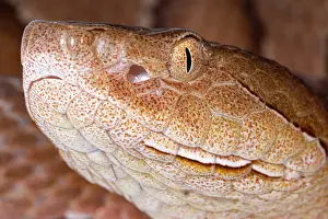 Dangerous Prints: Copperhead, Agkistrodon contortrix