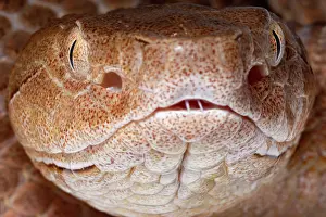 Dangerous Prints: Copperhead, Agkistrodon contortrix