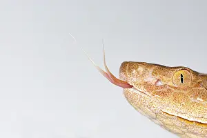 Dangerous Prints: Copperhead, Agkistrodon contortrix