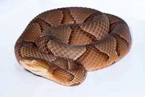Dangerous Prints: Copperhead, Agkistrodon contortrix