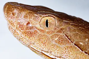 Live Prints: Copperhead, Agkistrodon contortrix