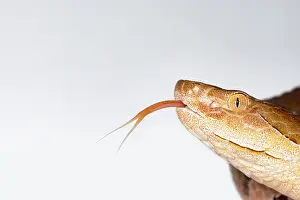 Dangerous Prints: Copperhead, Agkistrodon contortrix