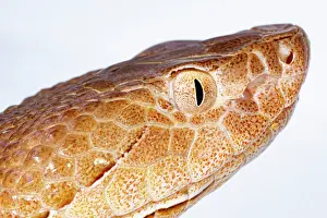 Dangerous Prints: Copperhead, Agkistrodon contortrix