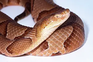 Dangerous Prints: Copperhead, Agkistrodon contortrix
