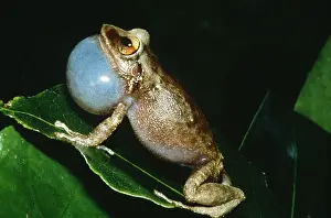 Communicating Prints: Coqui croaking