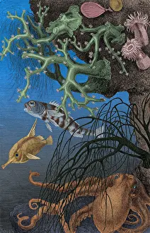 Ecosystem Prints: Coral Reef and Cuttlefish, 19th century