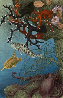 2015 Prints: Coral Reef and Cuttlefish, 19the century