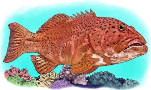 Coral Prints: Coral Trout, Illustration
