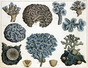 Cnidaria Prints: Corals