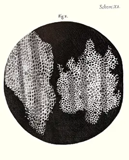 Etching Prints: Cork Wood Cells, Hooke's Micrographia, 1665