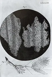 Cork Prints: Cork Wood Cells, Illustration