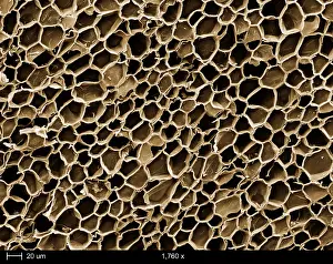 Nature, History, Science Prints: Cork Wood, under a microscope (SEM)