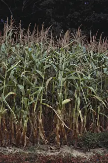 Corn Prints: Corn Crop Stressed by Drought