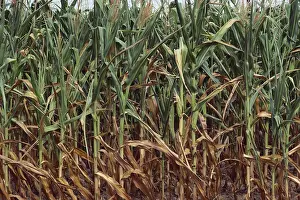 Corn Prints: Corn Crop Stressed by Drought