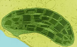 Corn Prints: Corn Leaf Mesophyll with Chloroplast, TEM
