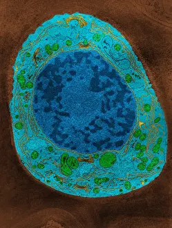 Corn Prints: Corn Root Tip Cell, TEM
