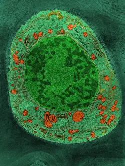 Corn Prints: Corn Root Tip Cell, TEM