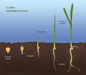 Corn Prints: Corn Seed Germination, Illustration