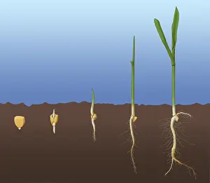 Development Prints: Corn Seed Germination, Illustration