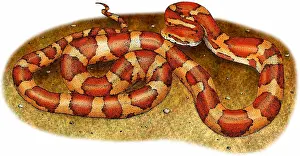 Rats Prints: Corn Snake