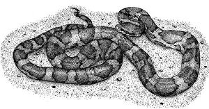 Corn Prints: Corn Snake