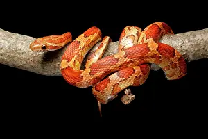 Serpent Prints: Corn Snake climbing on branch