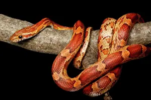 Serpent Prints: Corn Snake climbing on branch
