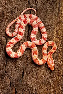 Corn Snake (P. guttatus) on Tree