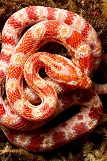 Reverse Prints: Corn Snake (Pantherophis guttatus)