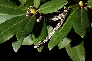 Corn Prints: Corn Snake (Pantherophis guttatus)