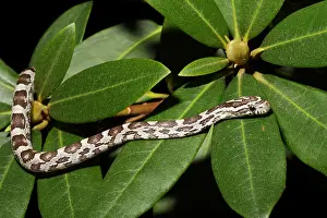 Snake Prints: Corn Snake (Pantherophis guttatus)