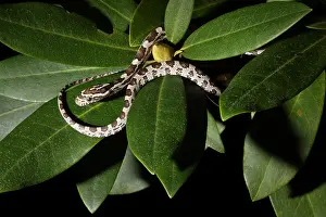 Snake Prints: Corn Snake (Pantherophis guttatus)