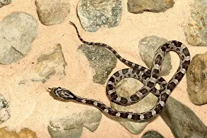Snake Prints: Corn Snake (Pantherophis guttatus)