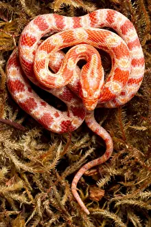 Reverse Prints: Corn Snake (Pantherophis guttatus) on moss